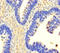 Ubiquitin Specific Peptidase 3 antibody, orb39174, Biorbyt, Immunohistochemistry paraffin image 