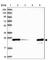 Metabolism Of Cobalamin Associated B antibody, HPA039017, Atlas Antibodies, Western Blot image 