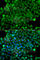 Complement Factor H Related 3 antibody, A7775, ABclonal Technology, Immunofluorescence image 