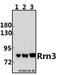 RRN3 Homolog, RNA Polymerase I Transcription Factor antibody, A05439, Boster Biological Technology, Western Blot image 