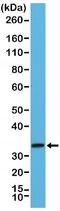 Syntaxin 1A antibody, NBP2-77428, Novus Biologicals, Western Blot image 