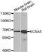 Potassium Voltage-Gated Channel Subfamily A Member 5 antibody, abx006323, Abbexa, Western Blot image 