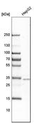 Zinc Finger AN1-Type Containing 2B antibody, HPA035160, Atlas Antibodies, Western Blot image 