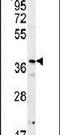 ERI1 Exoribonuclease Family Member 3 antibody, PA5-25698, Invitrogen Antibodies, Western Blot image 