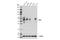 TNF Receptor Superfamily Member 10a antibody, 42533S, Cell Signaling Technology, Western Blot image 