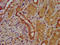 Solute Carrier Family 26 Member 6 antibody, LS-C674106, Lifespan Biosciences, Immunohistochemistry paraffin image 