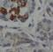 Dual Specificity Phosphatase 19 antibody, FNab02566, FineTest, Immunohistochemistry frozen image 