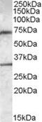 Prp1 antibody, 46-736, ProSci, Enzyme Linked Immunosorbent Assay image 