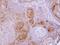 Gamma-Butyrobetaine Hydroxylase 1 antibody, PA5-21477, Invitrogen Antibodies, Immunohistochemistry frozen image 