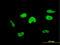 Transcription Elongation Factor A3 antibody, LS-C133469, Lifespan Biosciences, Immunofluorescence image 