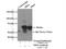 T-Box 6 antibody, 12447-1-AP, Proteintech Group, Immunoprecipitation image 