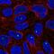 Zinc Finger Protein 226 antibody, HPA006145, Atlas Antibodies, Immunofluorescence image 