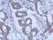 Keratin 31 antibody, PA5-29522, Invitrogen Antibodies, Immunohistochemistry frozen image 