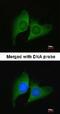 ERH MRNA Splicing And Mitosis Factor antibody, NBP1-32198, Novus Biologicals, Immunofluorescence image 