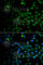 Mothers against decapentaplegic homolog 9 antibody, A7518, ABclonal Technology, Immunofluorescence image 