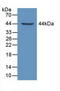 Latent Transforming Growth Factor Beta Binding Protein 1 antibody, LS-C372897, Lifespan Biosciences, Western Blot image 