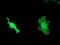DnaJ Heat Shock Protein Family (Hsp40) Member B1 antibody, MA5-25362, Invitrogen Antibodies, Immunocytochemistry image 