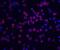 CASP8 And FADD Like Apoptosis Regulator antibody, 1161, ProSci, Immunofluorescence image 