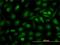 Retinaldehyde-binding protein 1 antibody, H00006017-M02, Novus Biologicals, Immunofluorescence image 