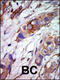 Mitogen-activated protein kinase 7 antibody, 62-955, ProSci, Immunohistochemistry paraffin image 