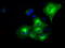 Crystallin Alpha B antibody, LS-C114687, Lifespan Biosciences, Immunofluorescence image 