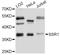 SSRA antibody, abx126652, Abbexa, Western Blot image 