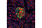 Pancreas/duodenum homeobox protein 1 antibody, 5679S, Cell Signaling Technology, Immunofluorescence image 