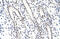 Zinc Finger Protein 296 antibody, 29-141, ProSci, Western Blot image 