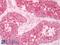 KISS1 Receptor antibody, LS-A1926, Lifespan Biosciences, Immunohistochemistry paraffin image 
