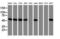 Sorting Nexin 8 antibody, LS-B15869, Lifespan Biosciences, Western Blot image 