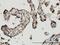 High Mobility Group Box 1 antibody, H00003146-M08, Novus Biologicals, Immunohistochemistry paraffin image 