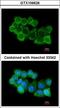 NSF Attachment Protein Alpha antibody, LS-B10830, Lifespan Biosciences, Immunocytochemistry image 