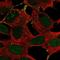 Dipeptidyl Peptidase Like 10 antibody, NBP2-13936, Novus Biologicals, Immunofluorescence image 