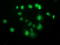 p53 antibody, LS-C172911, Lifespan Biosciences, Immunofluorescence image 