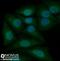 High Mobility Group Box 1 antibody, NB100-2322, Novus Biologicals, Immunocytochemistry image 