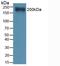 Versican antibody, LS-C296981, Lifespan Biosciences, Western Blot image 