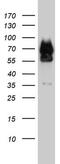 Fas Associated Factor 1 antibody, MA5-26652, Invitrogen Antibodies, Western Blot image 
