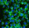 Eukaryotic Translation Initiation Factor 4A2 antibody, PB9758, Boster Biological Technology, Immunofluorescence image 