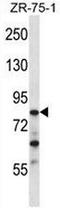 CCR4-NOT Transcription Complex Subunit 3 antibody, AP50988PU-N, Origene, Western Blot image 