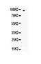 Selectin L antibody, PA5-79968, Invitrogen Antibodies, Western Blot image 