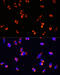 Translocase Of Outer Mitochondrial Membrane 20 antibody, 16-790, ProSci, Immunofluorescence image 