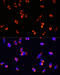 Mitochondrial import receptor subunit TOM20 homolog antibody, 16-790, ProSci, Immunofluorescence image 