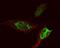 Pleckstrin Homology Domain Containing A5 antibody, A09135-2, Boster Biological Technology, Immunofluorescence image 