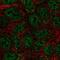 Semaphorin 4A antibody, NBP2-49588, Novus Biologicals, Immunofluorescence image 