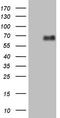 Lymphotoxin Beta Receptor antibody, LS-C799556, Lifespan Biosciences, Western Blot image 