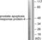 Pro-Apoptotic WT1 Regulator antibody, LS-B7615, Lifespan Biosciences, Western Blot image 