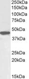 POU Class 5 Homeobox 1 antibody, LS-C139588, Lifespan Biosciences, Western Blot image 