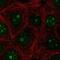 Progestin And AdipoQ Receptor Family Member 6 antibody, NBP2-57962, Novus Biologicals, Immunofluorescence image 