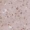 GDP-D-Glucose Phosphorylase 1 antibody, PA5-61684, Invitrogen Antibodies, Immunohistochemistry frozen image 