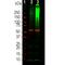 Ubiquitin A-52 Residue Ribosomal Protein Fusion Product 1 antibody, M02848-4, Boster Biological Technology, Western Blot image 